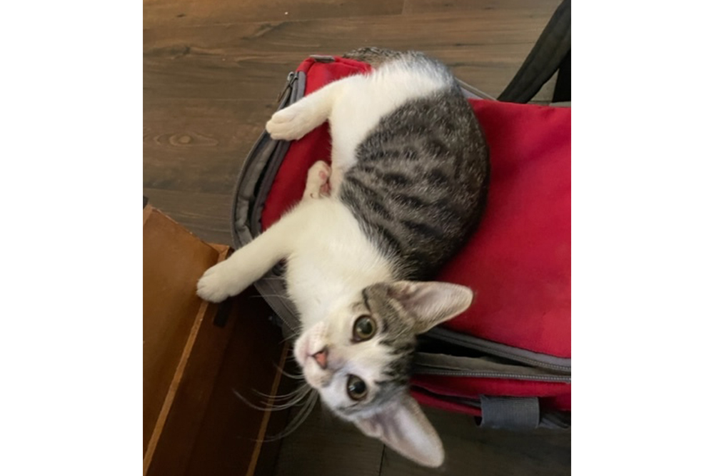 Photo Gallery Vet in Wexford, Sewickley and Cranberry Twp Bryant