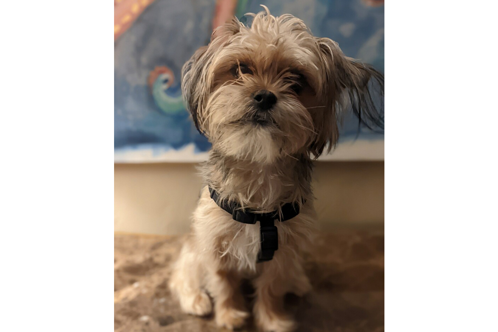 Photo Gallery Vet in Wexford, Sewickley and Cranberry Twp Bryant